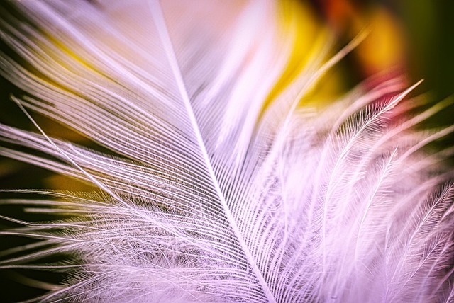 feather-5527908_640.jpg
